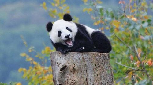 熊猫娱乐吃瓜酱,揭秘娱乐圈幕后故事  第1张