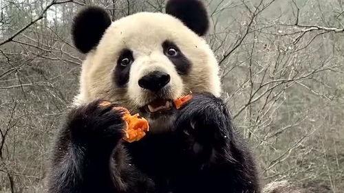 熊猫娱乐吃瓜酱,揭秘娱乐圈幕后故事  第2张